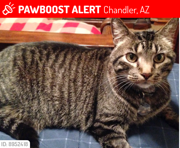 Lost Female Cat last seen W Azalea Drive and Greythorn Drive Chandler 85248, Chandler, AZ 85248