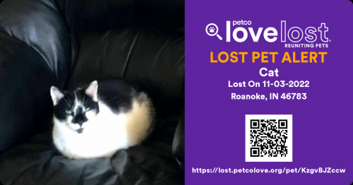 Lost Male Cat last seen Lafayette rd, Roanoke, IN 46783