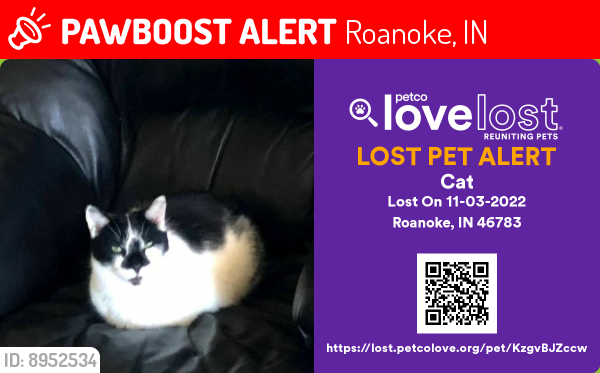 Lost Male Cat last seen Lafayette rd, Roanoke, IN 46783