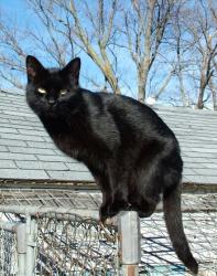 Reunited Male Cat last seen Holiday Lake Drive, Holiday, FL 34691