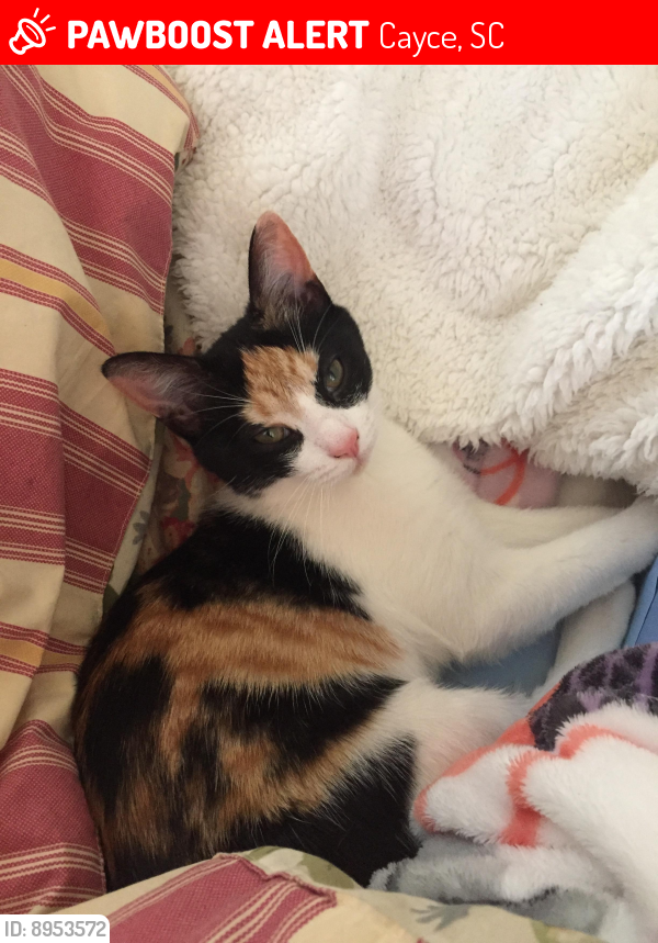 Lost Female Cat last seen Near Lafayette Ave and State Street, Cayce, SC 29033