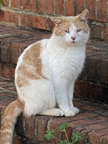 Lost Male Cat last seen Neighborhood between Main Str. and Woodside Park; Wall Street. Near Sunshine coin laundry., Fountain Inn, SC 29644