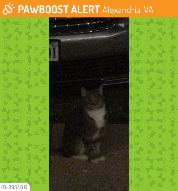 Found/Stray Unknown Cat last seen S. Kings Hwy and Southgate Rd, Alexandria, VA 22306