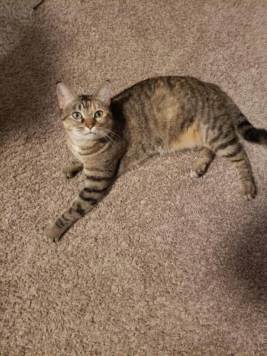 Lost Female Cat last seen Bellaire and 183, Benbrook, TX 76109