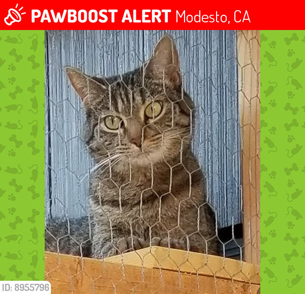 Lost Female Cat last seen Oakshire Ave and Haddon, Modesto, CA 95354