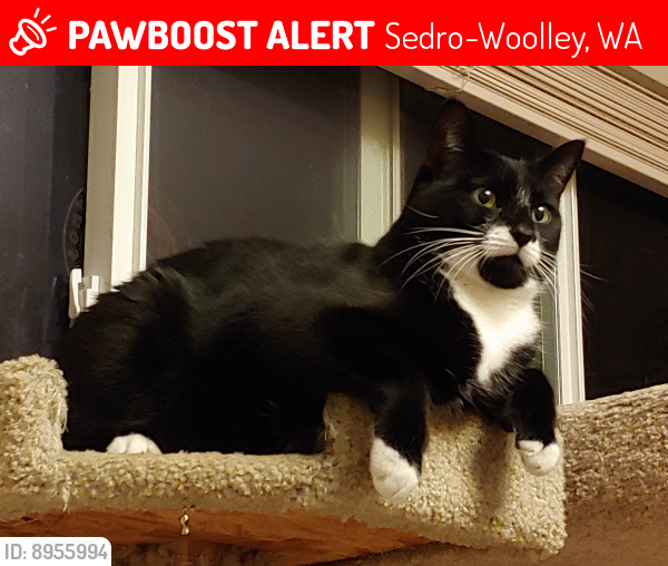 Lost Male Cat last seen Rainbow Drive and Key Place in Glenhaven Community of South Whatcom County, Sedro-Woolley, WA 98284