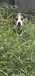 Lost Male Dog last seen Kula Kolea Dr, Honolulu, HI 96819