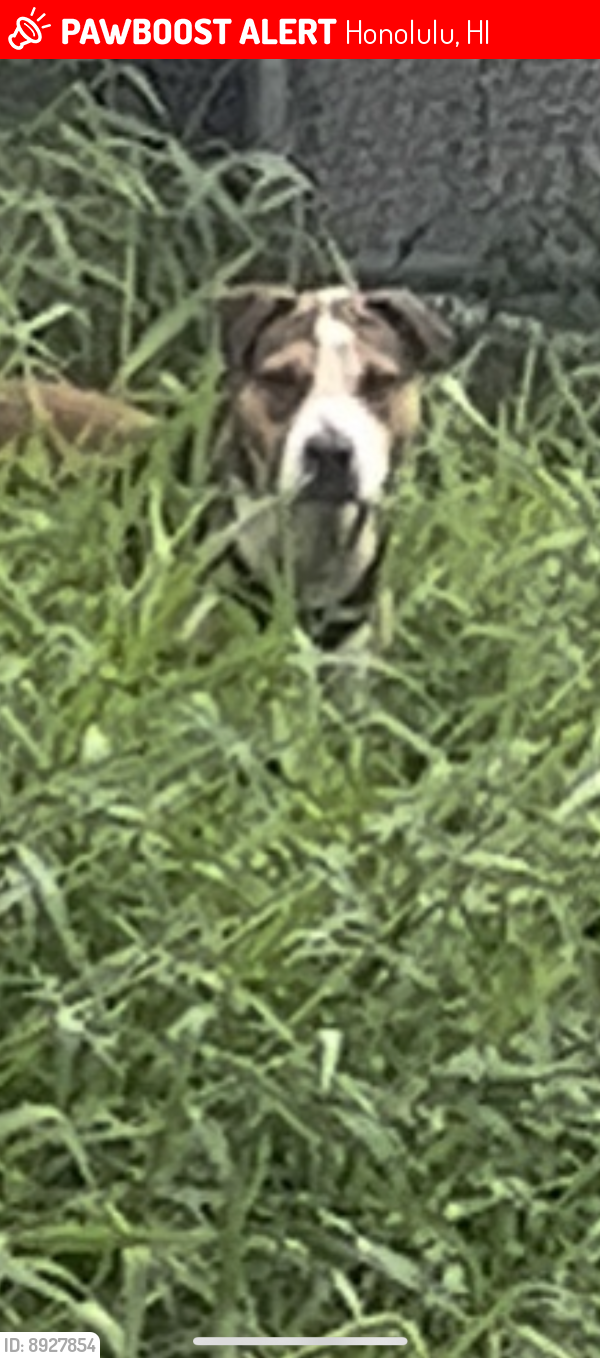 Lost Male Dog last seen Kula Kolea Dr, Honolulu, HI 96819