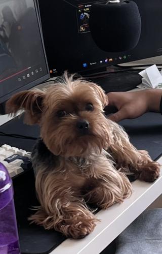 Lost Male Dog last seen Persimmon Woods Dr, Houston, TX 77068