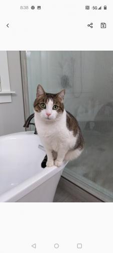 Lost Male Cat last seen Grant Dr.  Off of Hagers Ferry , Lincoln County, NC 28037