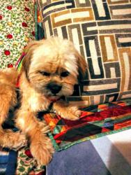 Lost Female Dog last seen Southern/Louisiana Blvd.SE, Albuquerque, NM 87108