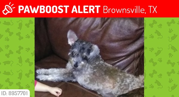 Lost Female Dog last seen North St and Rockwell dr, Brownsville, TX 78521