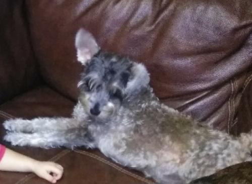Lost Female Dog last seen North St and Rockwell dr, Brownsville, TX 78521