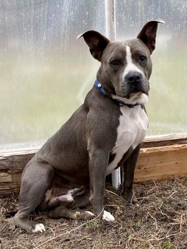 Lost Male Dog last seen Old Stagecoach Road, Kershaw County, SC 29020