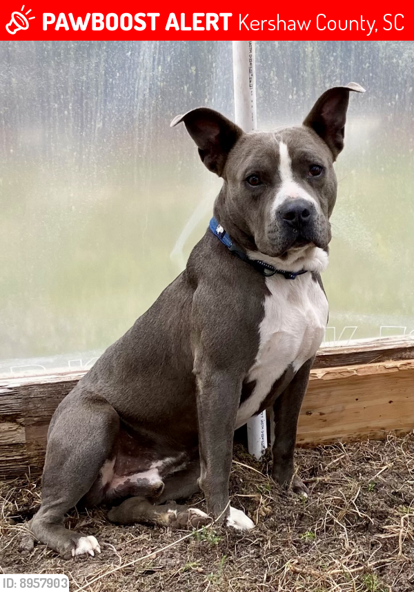 Lost Male Dog last seen Old Stagecoach Road, Kershaw County, SC 29020