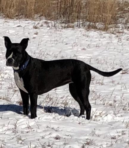 Lost Female Dog last seen Old Stagecoach Road, Camden, South Carolina, Kershaw County, SC 29020