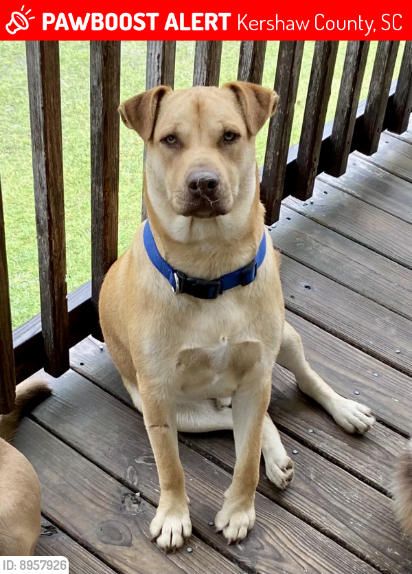 Lost Male Dog last seen Old Stagecoach Road, Camden, SC, Kershaw County, SC 29020