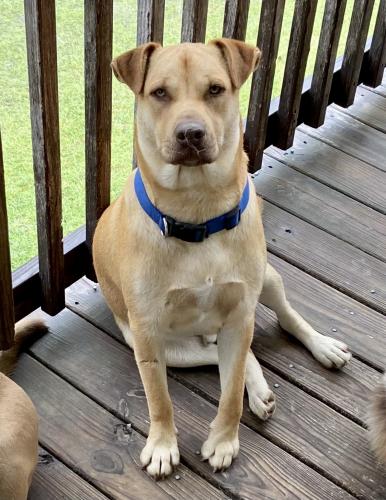 Lost Male Dog last seen Old Stagecoach Road, Camden, SC, Kershaw County, SC 29020