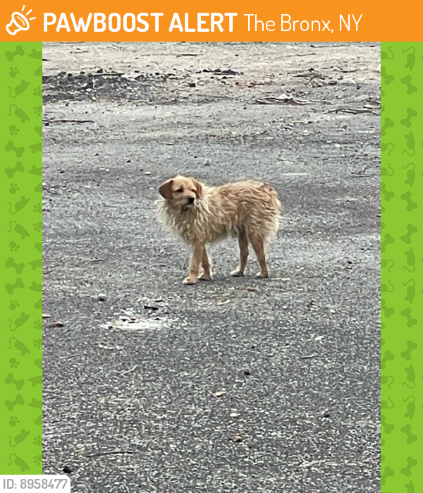 Found/Stray Male Dog last seen This is a jobsite 2060 Bartow Avenue, Bronx NY, next to a red lobster, The Bronx, NY 10475