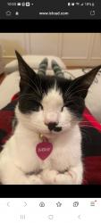 Lost Female Cat last seen Near Richwater dr., Dallas TX 75252, Dallas, TX 75252