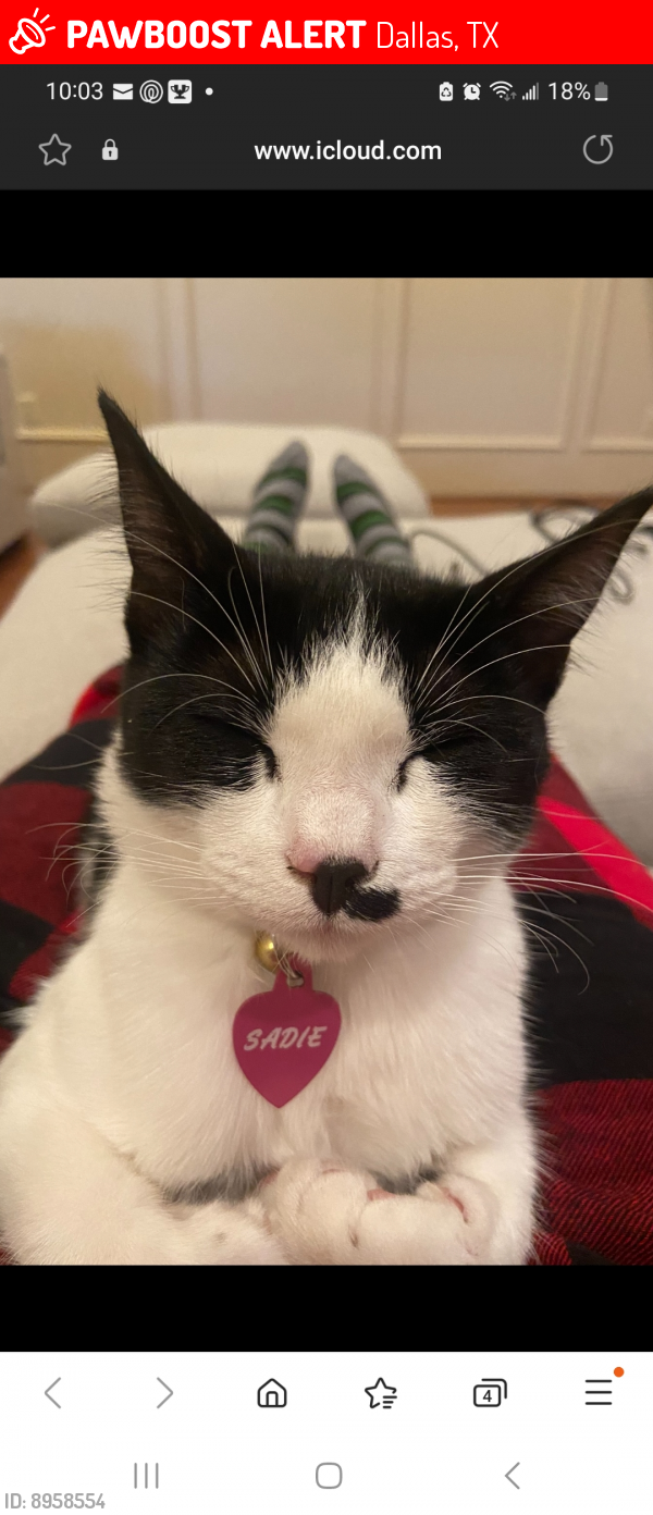 Lost Female Cat last seen Near Richwater dr., Dallas TX 75252, Dallas, TX 75252