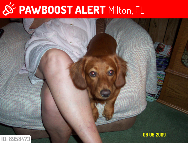 Lost Male Dog last seen Geiger rd  and gentry farms dr, Milton, FL 32583