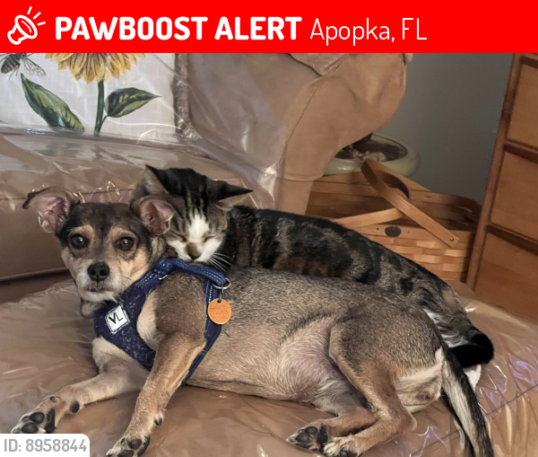 Apopka, FL Lost Female Dog, Lucy Is Missing PawBoost