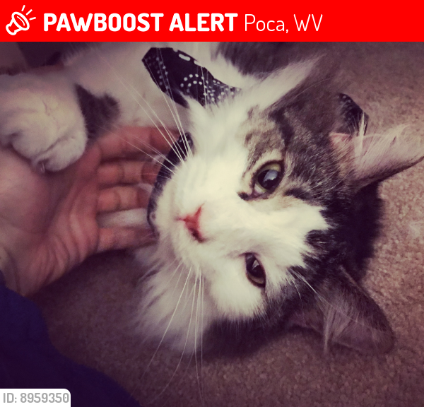 Lost Male Cat last seen Limeburger creek, Poca, WV 25159