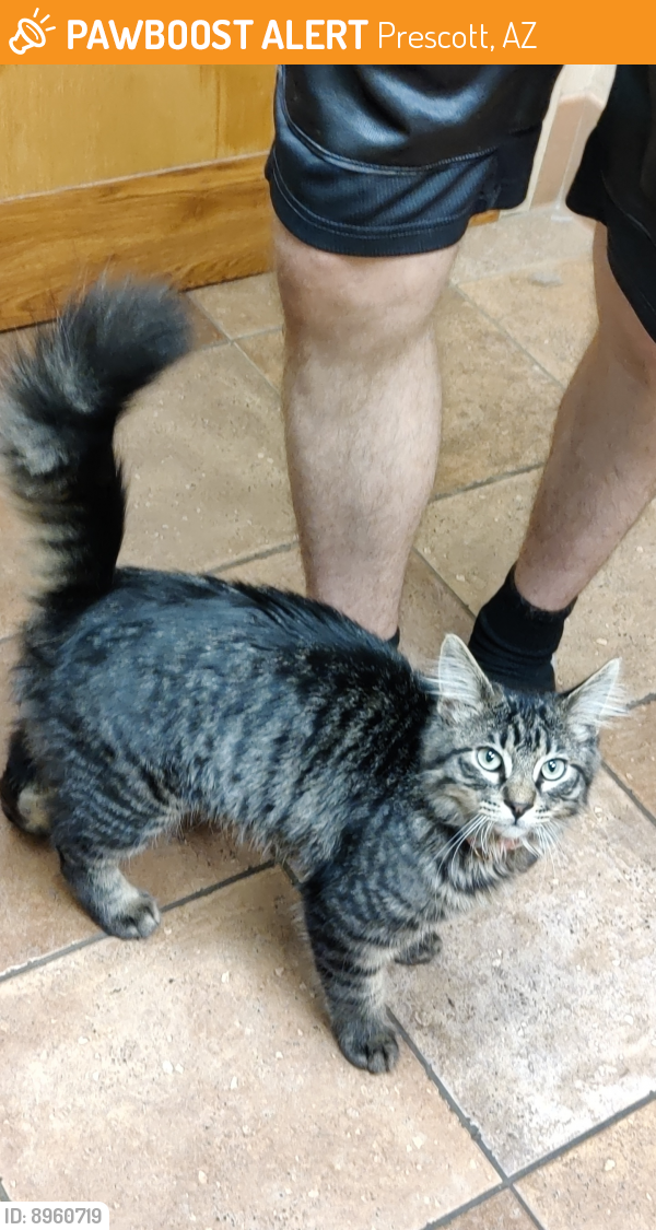 Found/Stray Male Cat last seen Goodwin St near Bradshaw Senior Center, Prescott, AZ 86303