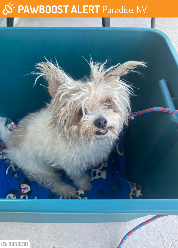 Paradise, NV Stray Dog Found Near Harmon and koval | PawBoost