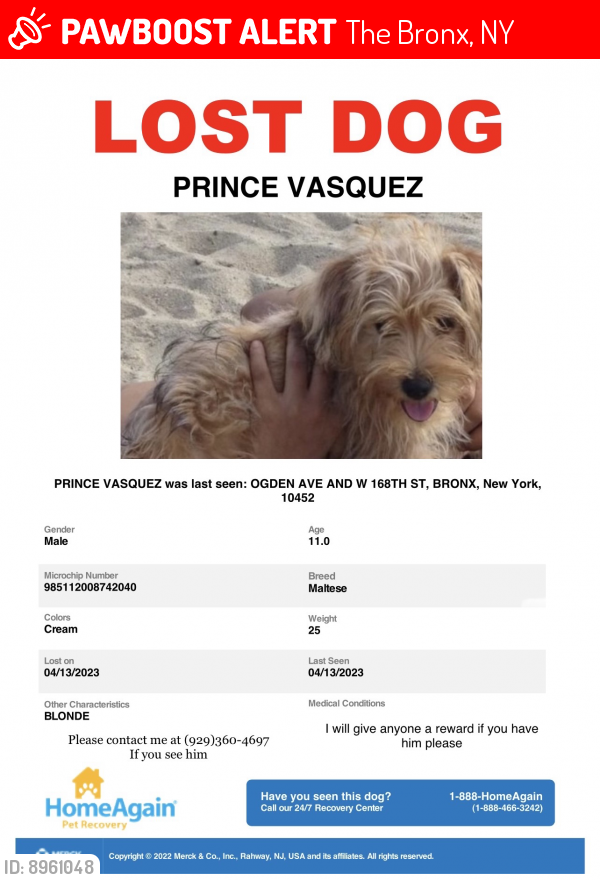Lost Male Dog last seen West 168, The Bronx, NY 10452
