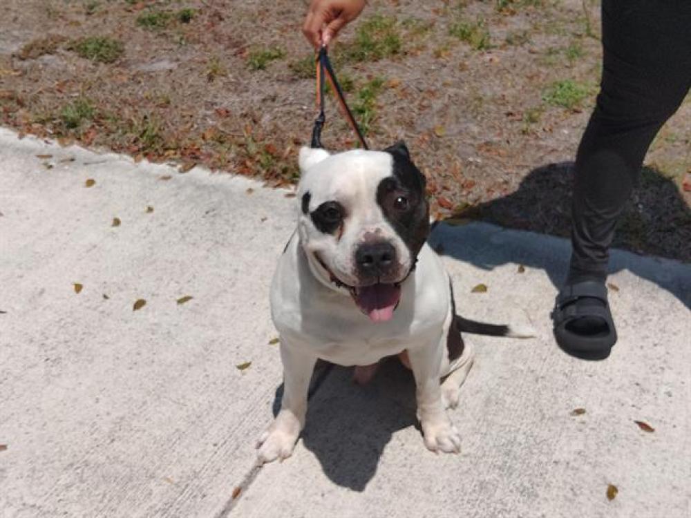 Shelter Stray Male Dog last seen Near BLOCK WILEY CT, HOLLYWOOD FL 33020, Davie, FL 33312