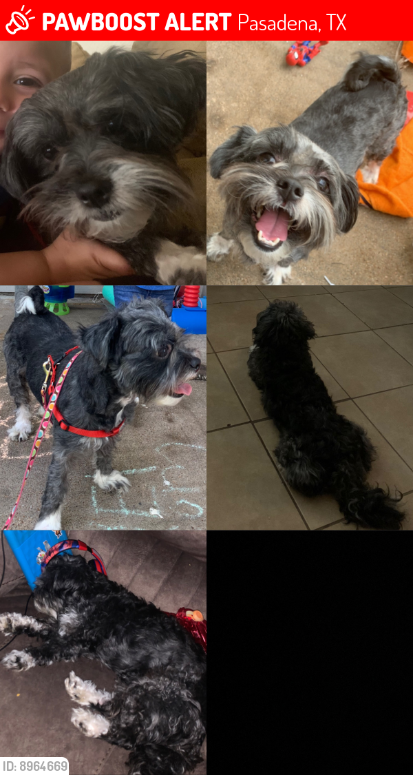 Lost Female Dog last seen Marshall and alstair, Pasadena, TX 77506