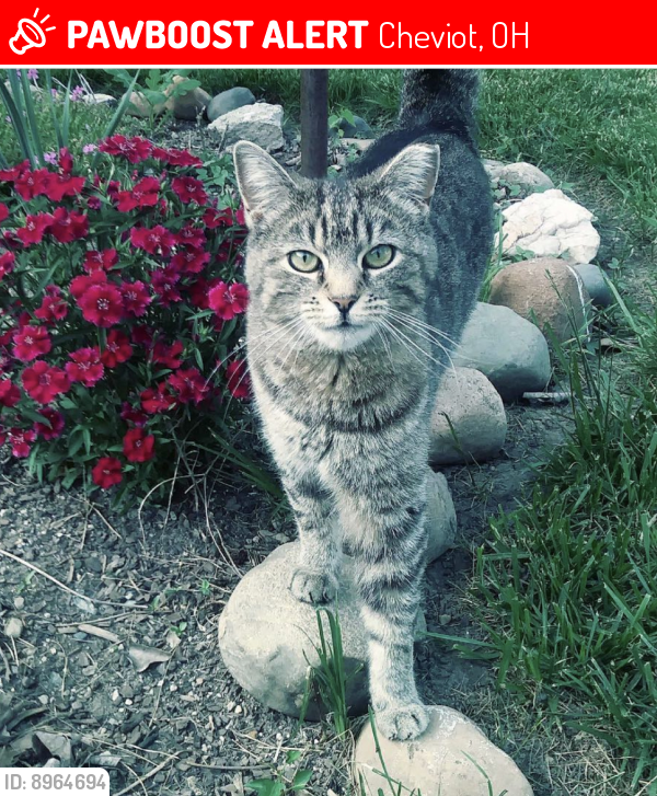 Cheviot, OH Lost Cat, Buttercup Is Missing PawBoost