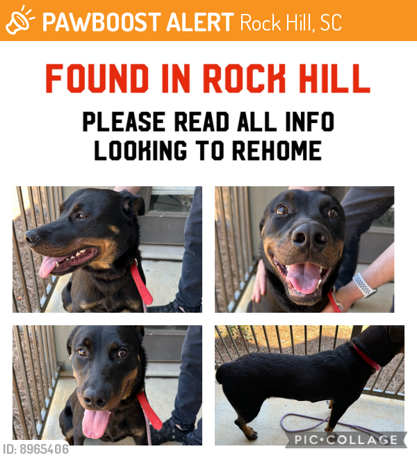 Found/Stray Female Dog last seen Waffle hse S. Anderson Rd Rock Hill, Rock Hill, SC 29730