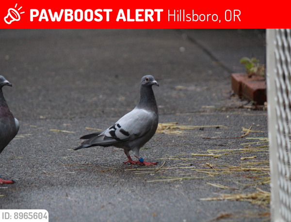 Lost Female Bird last seen Glencoe Highschool Student Parking, Hillsboro, OR 97124