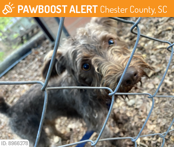 Found/Stray Male Dog last seen Chestnut and maplewood , Chester County, SC 29712
