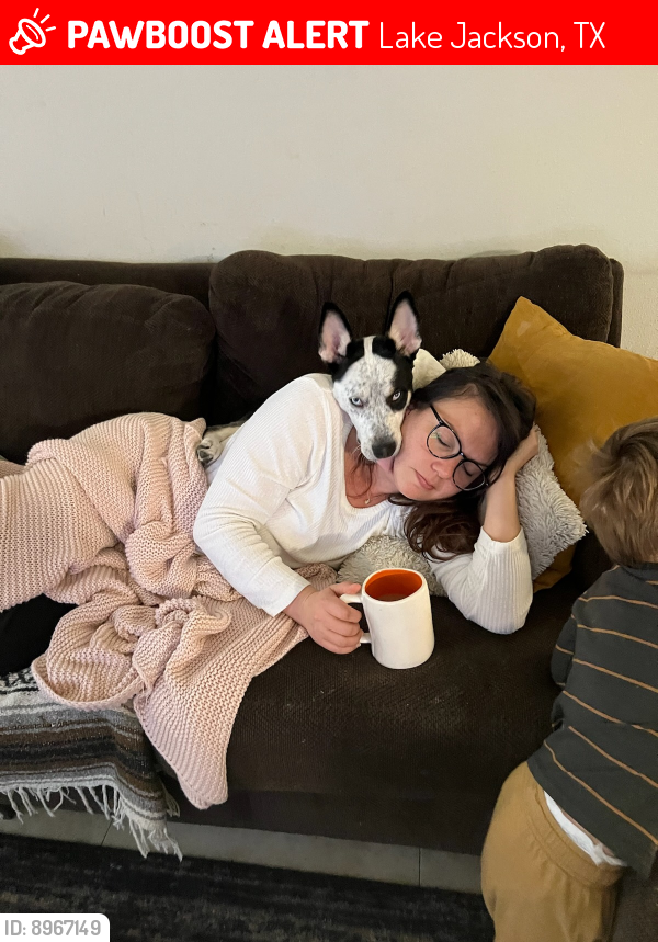 Lake Jackson, TX Lost Female Dog, Helen Is Missing PawBoost