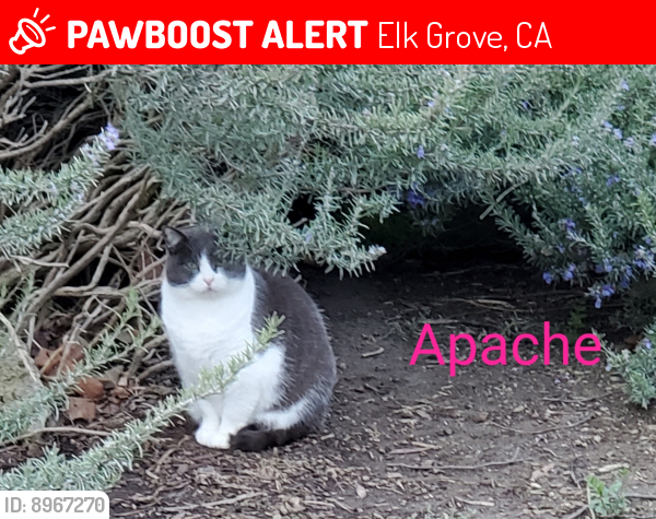 Lost Female Cat last seen E. Taron  & Elk Grove Bkvd, Elk Grove, CA 95757