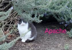 Lost Female Cat last seen E. Taron  & Elk Grove Bkvd, Elk Grove, CA 95757