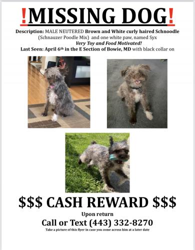 Lost Male Dog last seen E section of Bowie, MD, Bowie, MD 20720