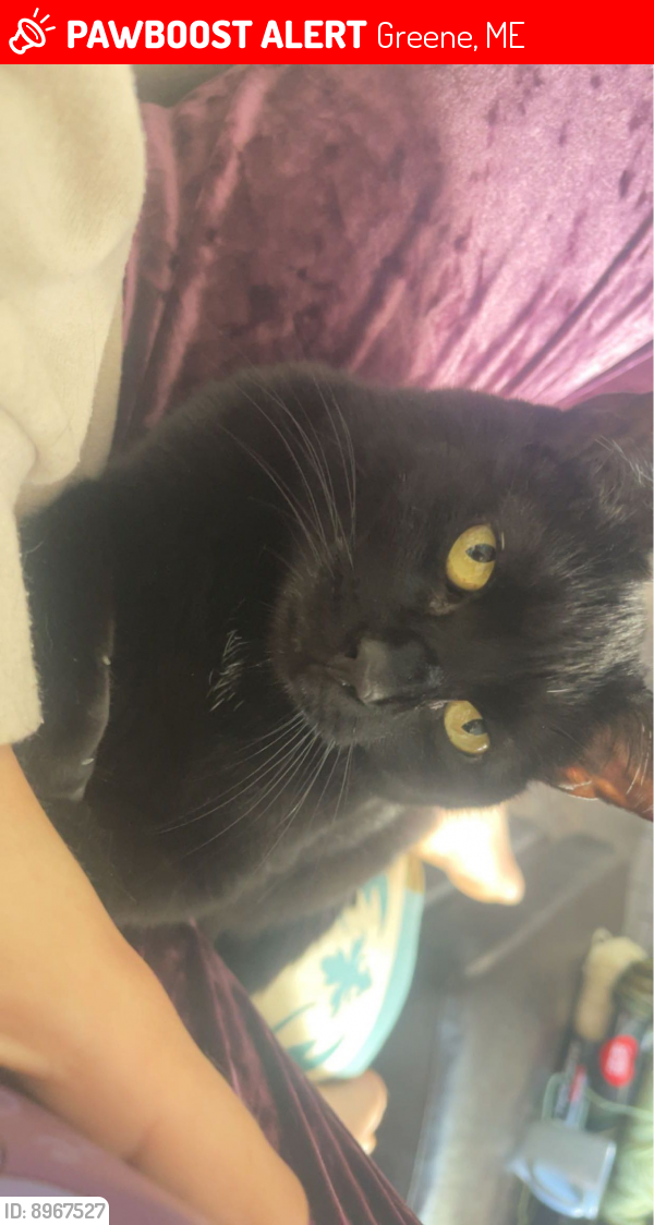 Lost Female Cat last seen College st, and Lane Rd, Greene, ME 04236