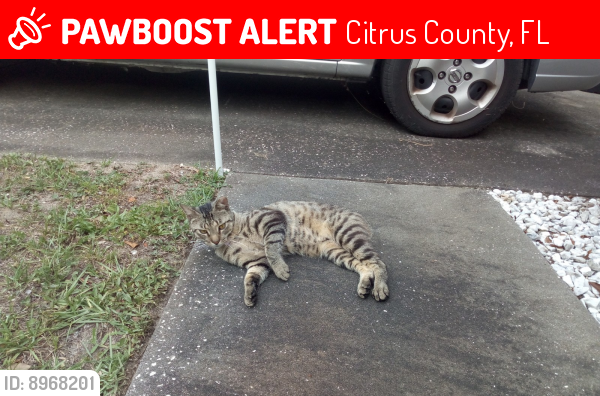 Lost Male Cat last seen Cornflower and North Alder Ave - Crystal Manor in Crystal River, FL, Citrus County, FL 34428