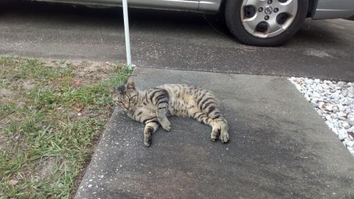 Lost Male Cat last seen Cornflower and North Alder Ave - Crystal Manor in Crystal River, FL, Citrus County, FL 34428