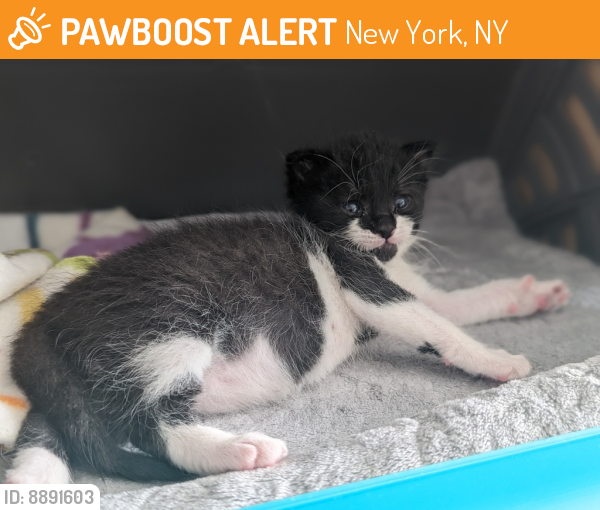 Shelter Stray Male Cat last seen Near 1st Avenue, NEW YORK, NY, 10029, New York, NY 10029