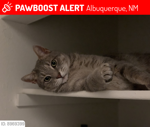 Lost Male Cat last seen Wyoming and Spain, Albuquerque, NM 87109