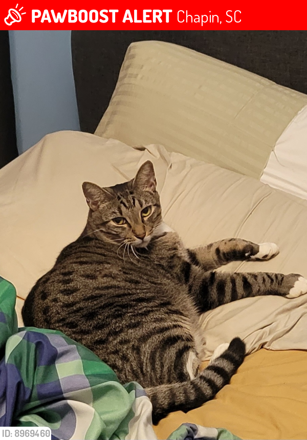 Lost Male Cat last seen Old Hilton and Back Acres, Chapin, SC 29036