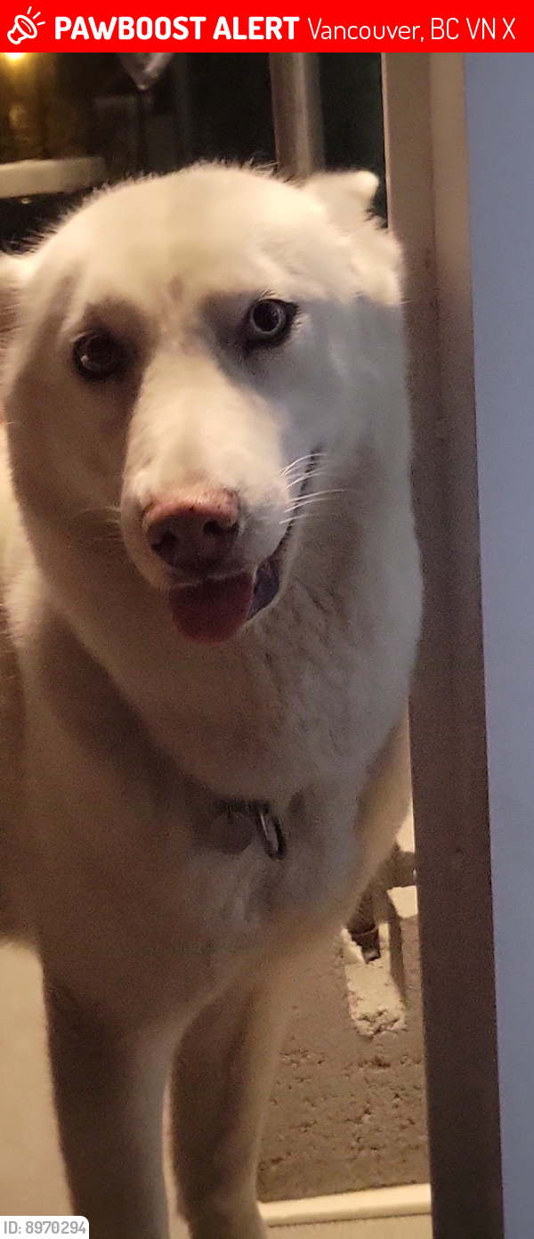 Lost Female Dog last seen Commercial Broadway station, Vancouver, BC V5N 1X4