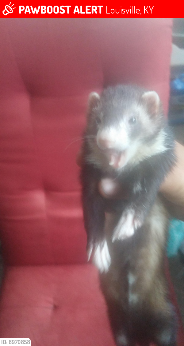 Lost Female Ferret in Louisville, KY 40203 Named Nay Nay (ID 8970858