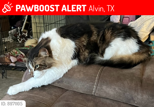 Lost Male Cat last seen Deer Trails Subdivision, Alvin, TX 77511